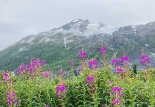Photo of alpine fireweed